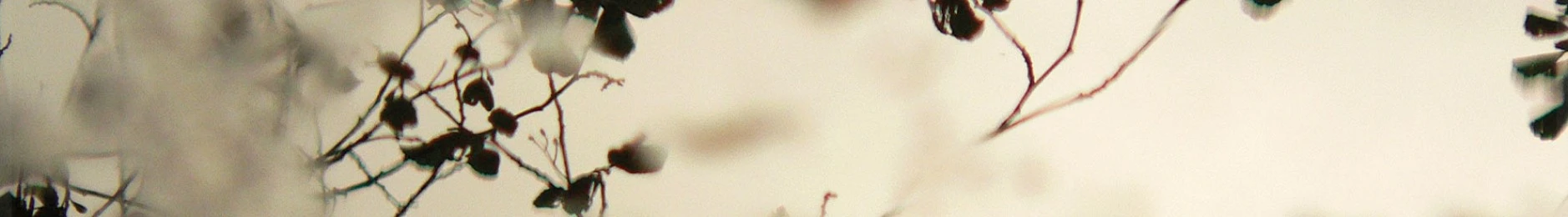 PAÑUELOS, ECHARPES Y FULARES